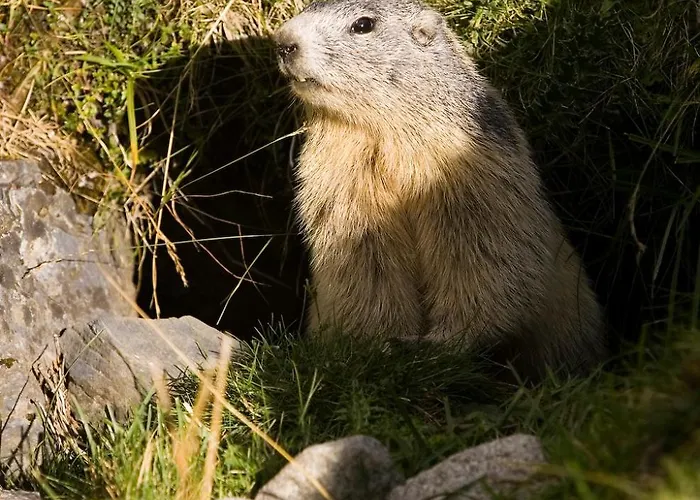 酒店 - Restaurant - Bar - Le Sapin Fleuri 3*