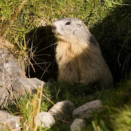 Hotel - Restaurant - Bar - Le Sapin Fleuri 3*